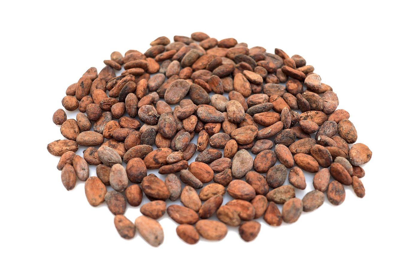 Fermented and dried organic cocoa beans on a white tray