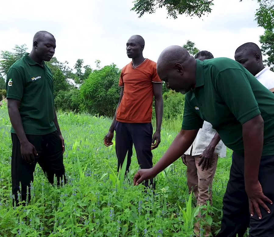 Our field team training smallholder farmers in a chia field